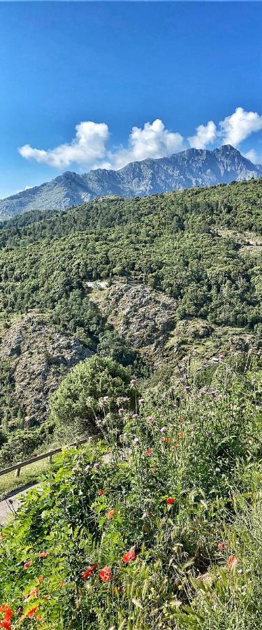 U Pasturellu Panzió Pioggiola Kültér fotó